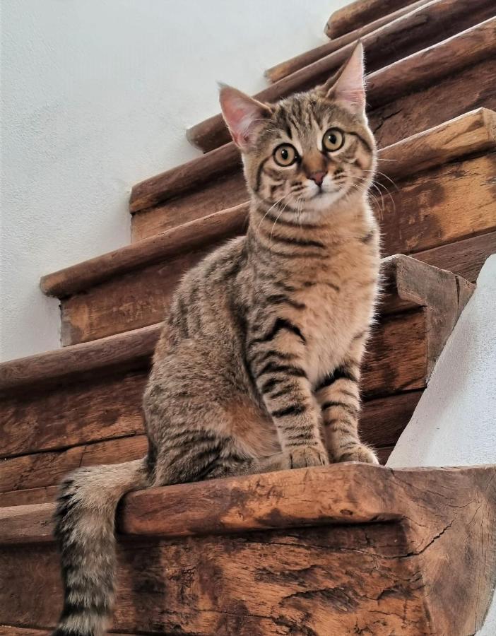 Meznarija Radovljica Apartment Luaran gambar